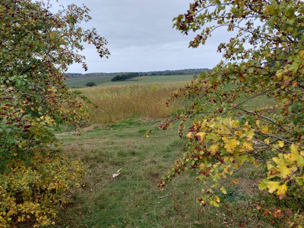 Autumn hedging and views across fields